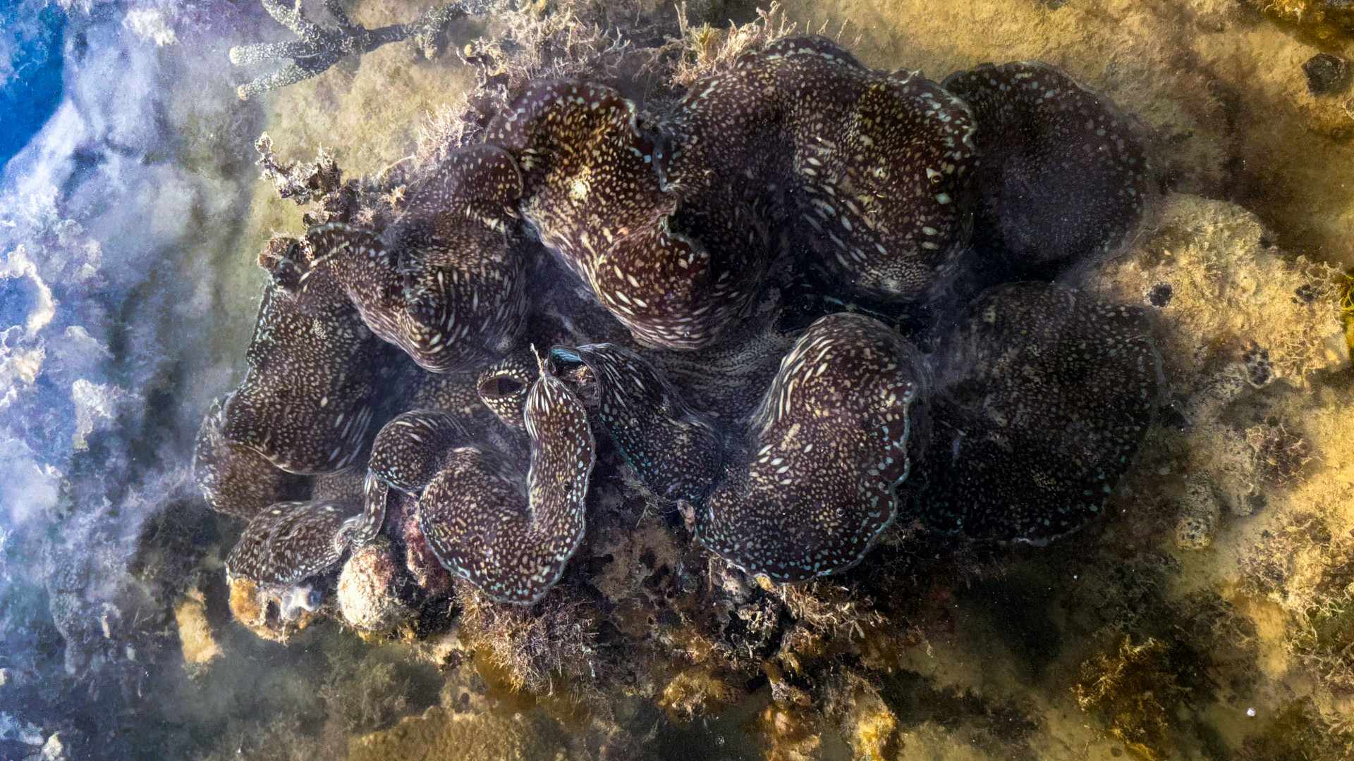 ALUMNI – Protecting the future of Southeast Asia’s giant clams
