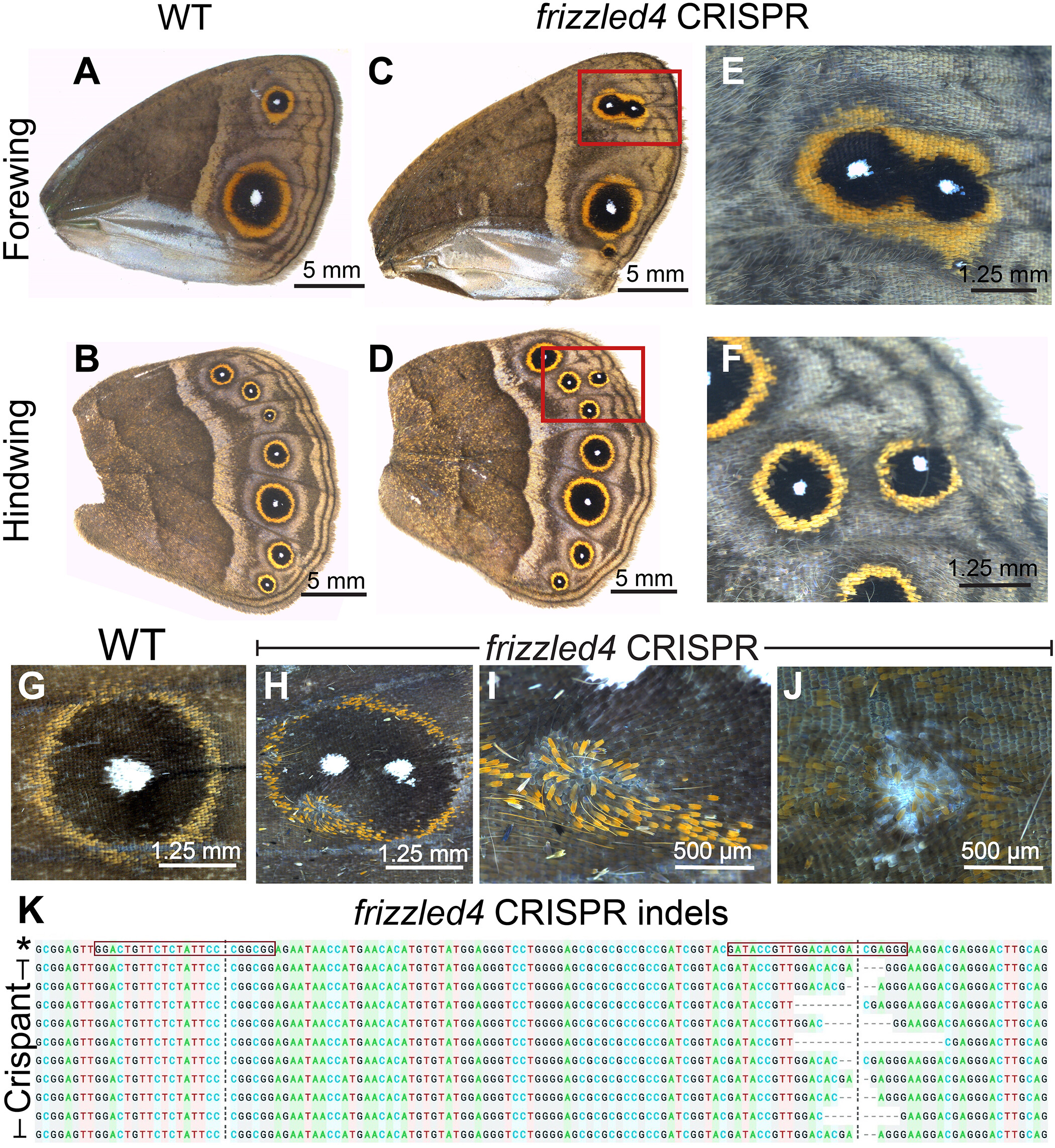 Spatial and temporal regulation of Wnt signaling pathway members in the development of butterfly wing patterns
