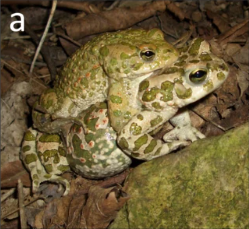 A candidate sex determination locus in amphibians which evolved by structural variation between X- and Y-chromosomes