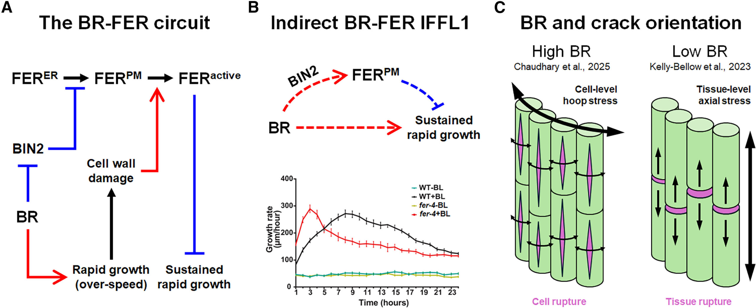 Balancing growth with integrity: The tangle between brassinosteroid and FERONIA