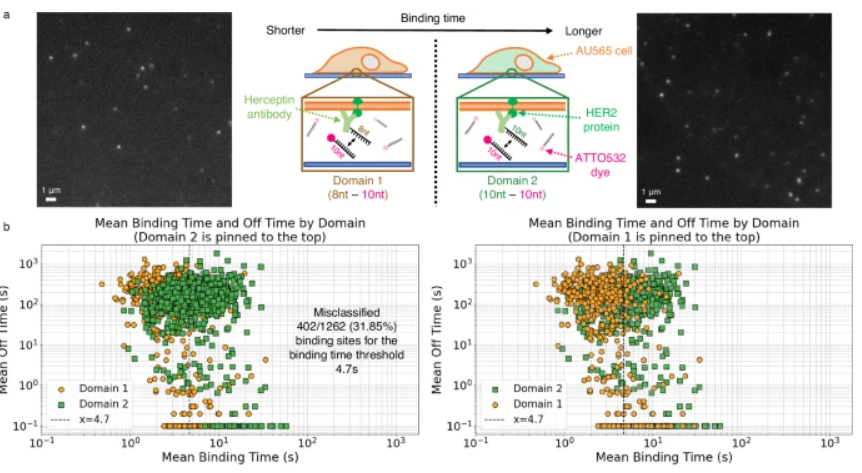 Discriminating single-molecule binding events from diffraction-limited fluorescence