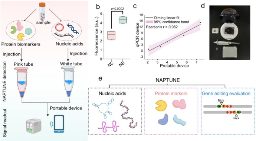 NAPTUNE: nucleic acids and protein biomarkers testing via ultra-sensitive nucleases escalation