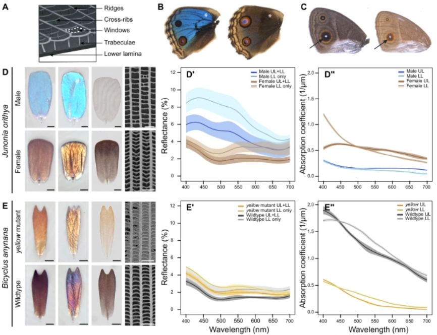 Nanoscale cuticle mass density variations influenced by pigmentation in butterfly wing scales