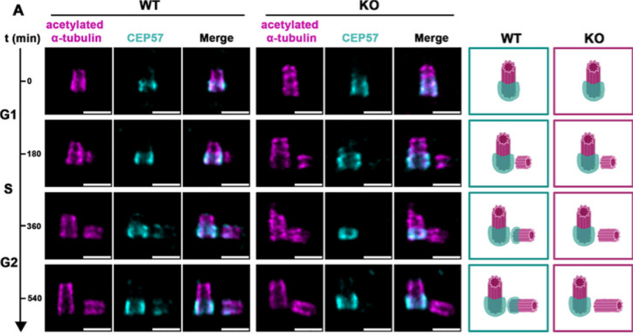 NuSAP Safeguards Centriole Integrity to Mediate CEP57-CEP152 Torus Recruitment for Proper Engagement