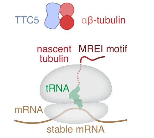 Soluble αβ-tubulins reversibly sequester TTC5 to regulate tubulin mRNA decay