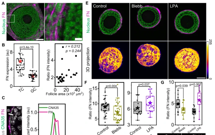 Surface mechanics and compressive stress impact mammalian follicle development