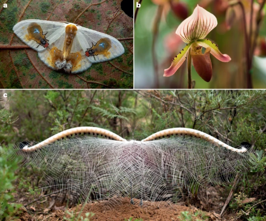 The past and future of mimicry research