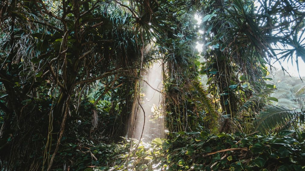 Photo by Claudia Schwarz on Unsplash