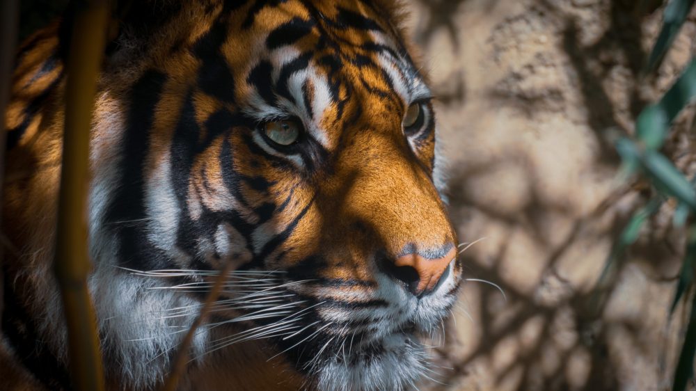 Photo by Tirza Van Dijk on Unsplash